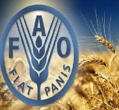 الفاو تؤكد انخفاض السلع الغذائية العالمية  خلال سبتمبر 